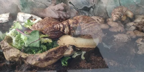 Fotografia miesta 5 od ESVet veterinárna ambulancia - MVDr. Elemír Kálmán