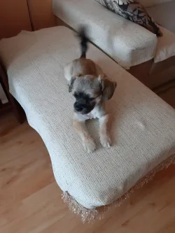 Fotografia miesta 1 od Veterinárna ambulancia - MVDr. Silvia Hurbanová