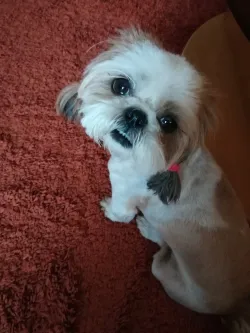 Fotografia miesta 2 od Veterinárna ambulancia - MVDr. Silvia Hurbanová