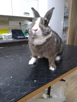 Fotografia miesta 3 od Veterinárna ambulancia - MVDr. Silvia Hurbanová