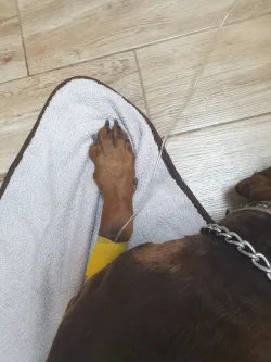 Fotografia miesta 5 od Veterinárna ambulancia - MVDr. Silvia Hurbanová