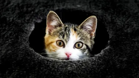 Fotografia miesta 1 od Veterinárna ambulancia ZverPOINT