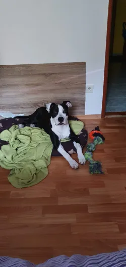 Fotografia miesta 2 od Veterinárna ambulancia ZverPOINT