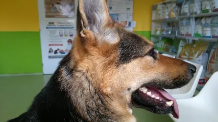 Fotografia miesta 1 od Veterinárna ambulancia Smižany - MVDr. Kristína Kovaľová