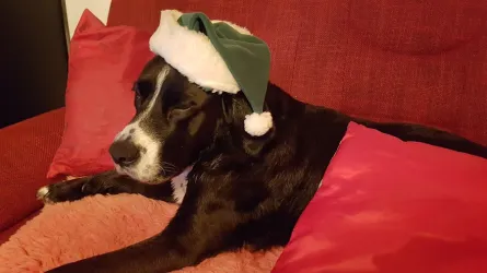 Fotografia miesta 8 od Veterinárna ambulancia Smižany - MVDr. Kristína Kovaľová