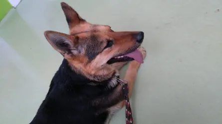 Fotografia miesta 10 od Veterinárna ambulancia Smižany - MVDr. Kristína Kovaľová