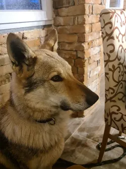 Fotografia miesta 3 od Veterinárna ambulancia OraVet - MVDr. Tomáš Krupa