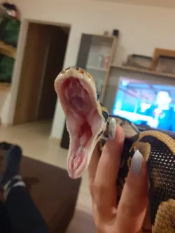 Fotografia miesta 9 od Veterinárna ambulancia OraVet - MVDr. Tomáš Krupa