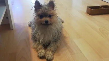 Fotografia miesta 10 od Veterinárna ambulancia OraVet - MVDr. Tomáš Krupa