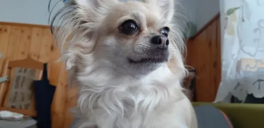 Fotografia miesta 1 od Veterinárna ambulancia - MVDr. Katarína Baráthová