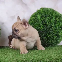 Fotografia miesta 3 od Veterinarna Klinika Nagy-Vet  , v MADe