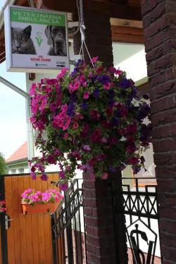 Fotografia miesta 5 od Veterinarna Klinika Nagy-Vet  , v MADe