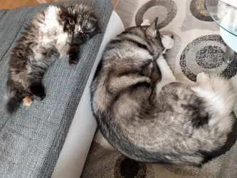 Fotografia miesta 6 od Veterinarna Klinika Nagy-Vet  , v MADe