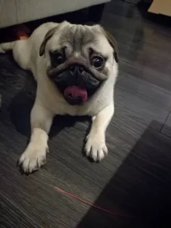 Fotografia miesta 7 od Veterinarna Klinika Nagy-Vet  , v MADe