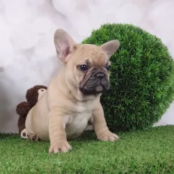 Fotografia miesta 9 od Veterinarna Klinika Nagy-Vet  , v MADe