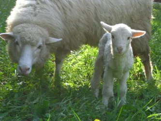 Fotografia miesta 6 od GRANDPARK n.o. - Ing. Tomáš Majerník