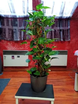 Fotografia miesta 7 od Masáže Relax-Jozef Niščák