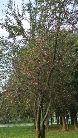 Fotografia miesta 3 od Lekáreň ĽADOVEŇ - Mgr. Jana Korcová