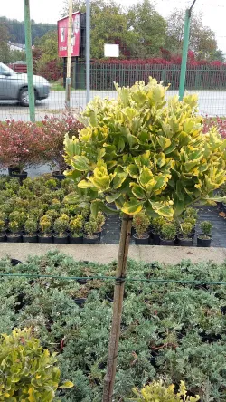 Fotografia miesta 1 od Stomatologická ambulancia - MUDr. Katarína Gramatová