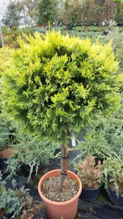 Fotografia miesta 2 od Stomatologická ambulancia - MUDr. Katarína Gramatová