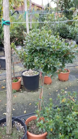 Fotografia miesta 3 od Stomatologická ambulancia - MUDr. Katarína Gramatová