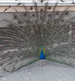 Fotografia miesta 3 od Psychiatrická nemocnica Hronovce