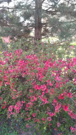 Fotografia miesta 6 od Psychiatrická nemocnica Veľké Zálužie
