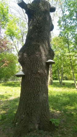 Fotografia miesta 7 od Psychiatrická nemocnica Veľké Zálužie