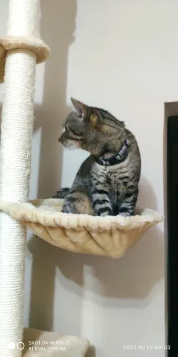 Fotografia miesta 5 od Arcana veterinárna ambulancia - MVDr. Gabriel Filakovský