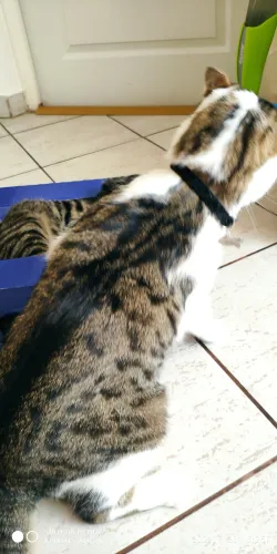 Fotografia miesta 6 od Arcana veterinárna ambulancia - MVDr. Gabriel Filakovský