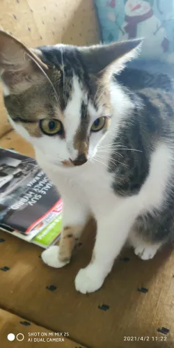 Fotografia miesta 7 od Arcana veterinárna ambulancia - MVDr. Gabriel Filakovský