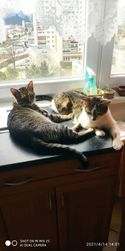 Fotografia miesta 8 od Arcana veterinárna ambulancia - MVDr. Gabriel Filakovský