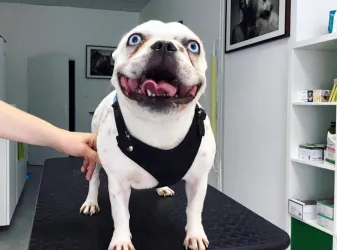 Fotografia miesta 2 od Vetklinika - MVDr. Michal Szabo