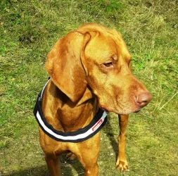 Fotografia miesta 4 od Vetklinika - MVDr. Michal Szabo