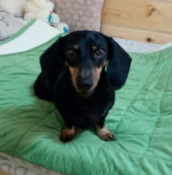 Fotografia miesta 6 od Vetklinika - MVDr. Michal Szabo