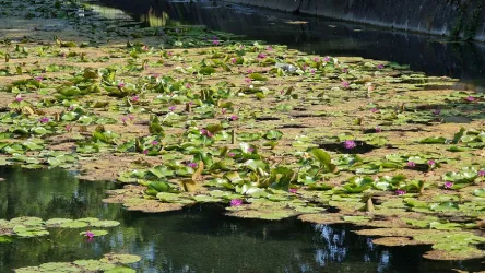 Fotografia miesta 5 od Kúpele Hévíz v Maďarsku