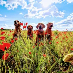 Fotografia miesta 2 od Veterinárna klinika - Veterinka