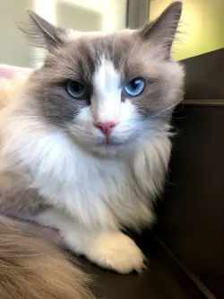 Fotografia miesta 3 od Veterinárna klinika - Veterinka