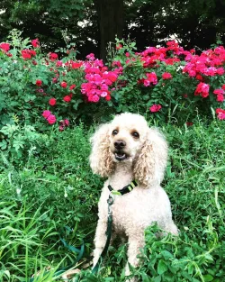 Fotografia miesta 6 od Veterinárna klinika - Veterinka