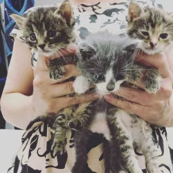 Fotografia miesta 7 od Veterinárna klinika - Veterinka