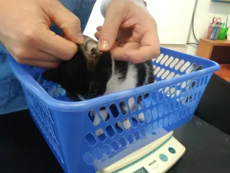 Fotografia miesta 8 od Veterinárna klinika - Veterinka