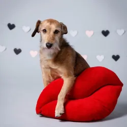 Fotografia miesta 9 od Veterinárna klinika - Veterinka