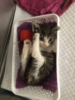 Fotografia miesta 10 od Veterinárna klinika - Veterinka