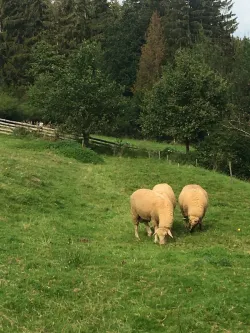 Fotografia miesta 3 od Včelie kúpele - Apiterapia