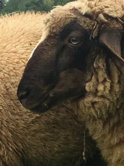 Fotografia miesta 8 od Včelie kúpele - Apiterapia