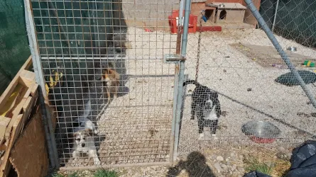 Fotografia miesta 2 od Útulok Levice – OZ Šťastný domov