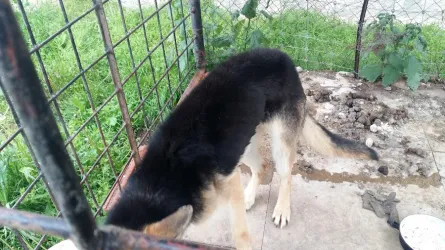 Fotografia miesta 3 od Útulok Levice – OZ Šťastný domov