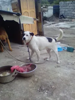 Fotografia miesta 4 od Útulok Levice – OZ Šťastný domov