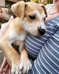 Fotografia miesta 5 od Útulok Levice – OZ Šťastný domov