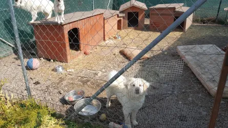 Fotografia miesta 6 od Útulok Levice – OZ Šťastný domov